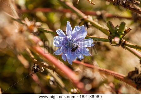 Field flowers on which insects and bees sit close up