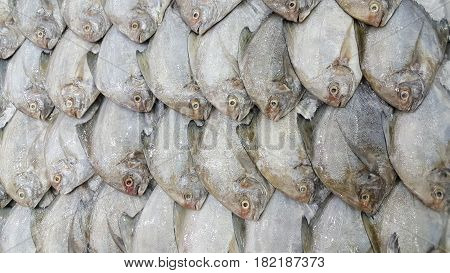 White Pomfret Fishes market and background .