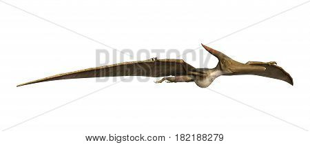3D rendering of a prehistoric reptile Pteranodon isolated on white background