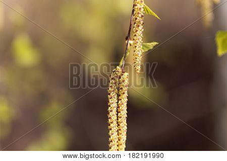 Flower of a silver birch tree (Betula pendula)