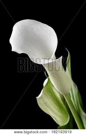 Beautiful white calla with green leaves. Isolated black background.