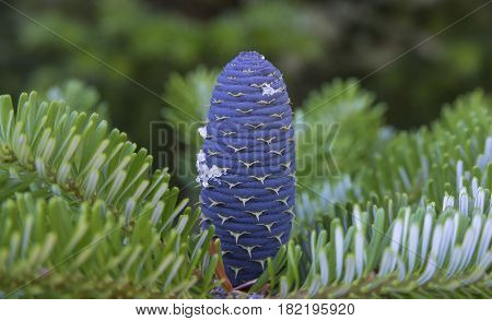 Korean fir (Abies koreana) cone on green branch. Close-up.