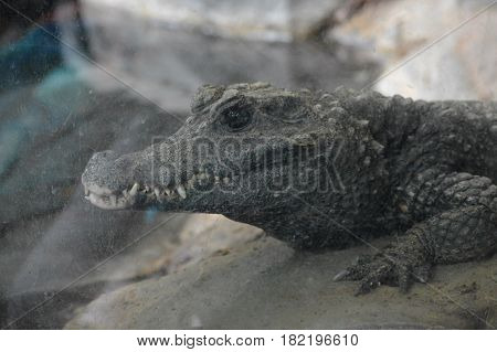 Close up of a dwarf crocodile on a rock