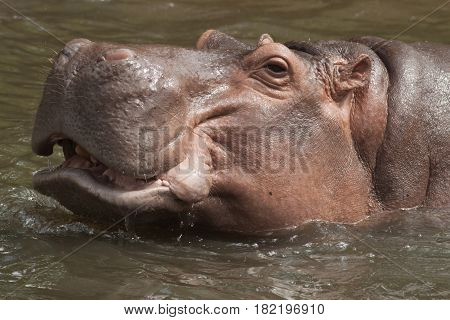 Closeup the big body hippopotamus in the pond