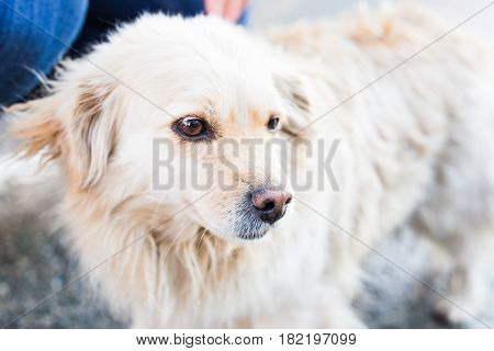 owner caressing gently her dog. Male hand patting white dog head