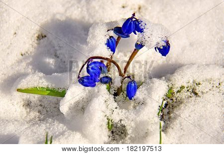 Blue snowdrop or scilla (lat. Scilla) on a forest glade from under the snow. The first spring flowers. First flowers make their way through the snow. Closeup. Low DOF photography.