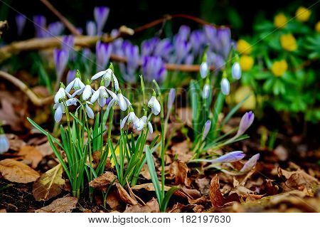 The first white snowdrops and blue snowdrop or scilla (lat. Scilla) on a forest glade. The first spring flowers. Closeup. Low DOF photography.