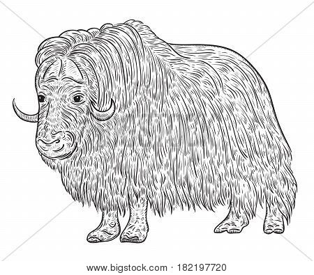 Muskoxen. Vintage vector illustration in sketch style