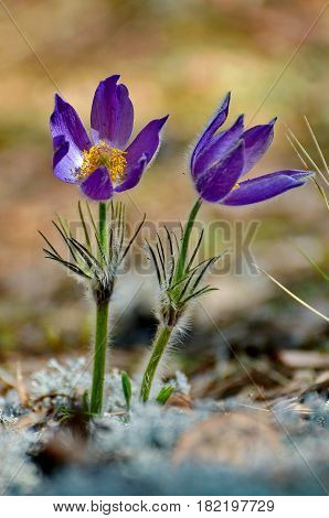 Blue snowdrop or scilla (lat. Scilla) on a forest glade. The first spring flowers. Closeup. Low DOF photography.