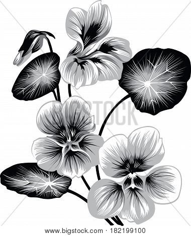 flower of nasturtium, black and white vector illustration
