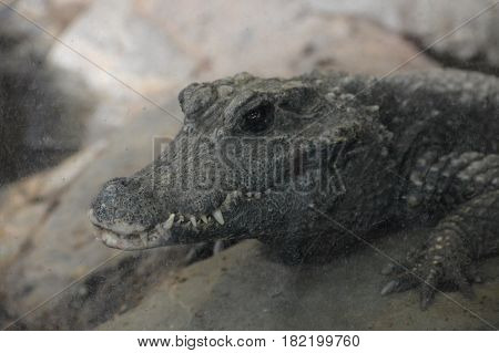 Close up of a dwarf crocodile on a rock