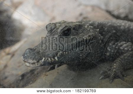 Close up of a dwarf crocodile on a rock