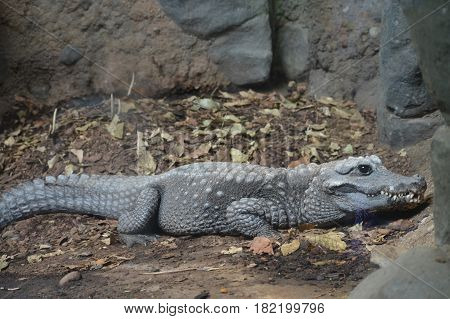 Close up of a dwarf crocodile on a rock