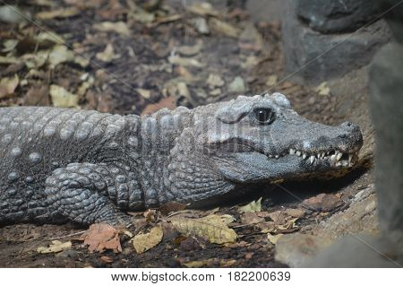 Close up of a dwarf crocodile on a rock
