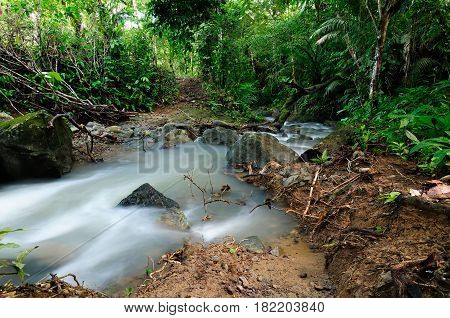 Panama wild Darien jungle near Colombia border. Central America