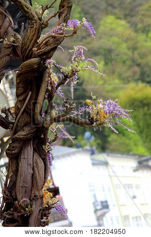 Old big wisteria tree in the spring with  violet flower blossom. Blurry city background.