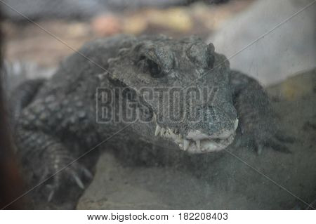 Close up of a dwarf crocodile on a rock