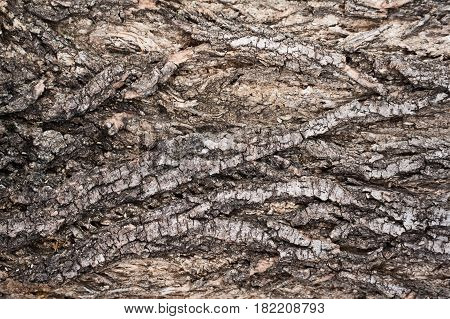 background texture from the bark of the acacia tree