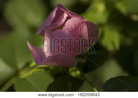 Wildrose branch with pink  bloom in glade, Sofia, Bulgaria
