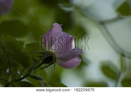Wildrose branch with pink  bloom in glade, Sofia, Bulgaria