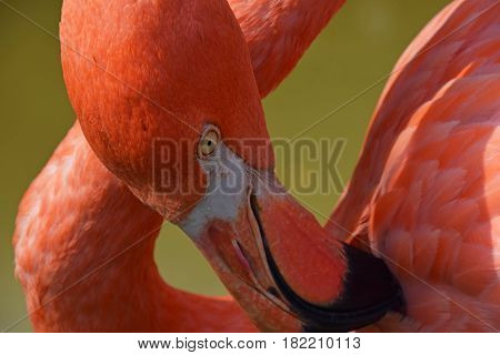 Close Up Side Profile Portrait Of Pink Flamingo