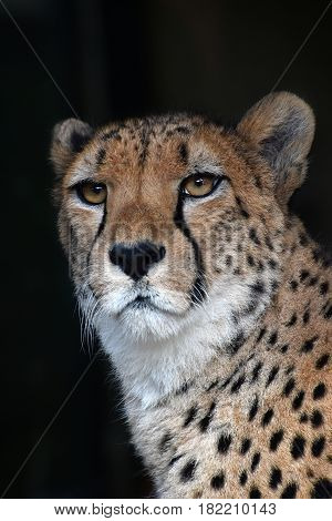 Close Up Portrait Of Cheetah Over Black