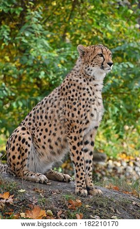 Close Up Portrait Of Cheetah