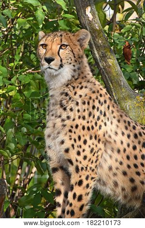 Close Up Portrait Of Cheetah