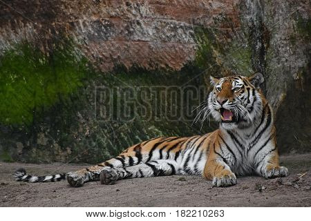 Siberian Tiger Roars On Stone Rock