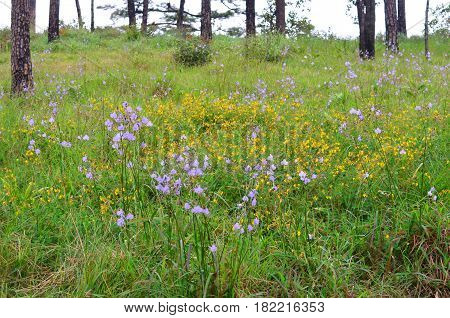 Murdannia giganteum wild violet flower in Phu Soi Dao Thailand National Park - selective focus