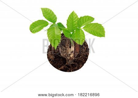 Sprout of a young walnut on the white background