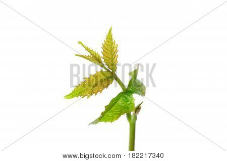 Sprout of a young walnut on the white background