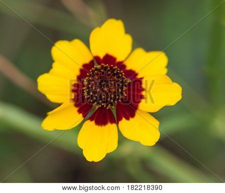 Closeup coreopsis tinctoria Nutt in red and yellow colors on green background