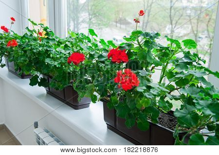 Close up several pots of red Geranium flowers on windowsill. Selective focus.