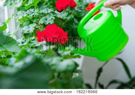 Human Hand Holding Watering Can And Watering Red Geranium Flowers Pots On Windowsill. Indoor. Select