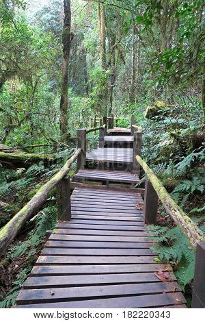 small footpath made from wood going through the forest Thailand
