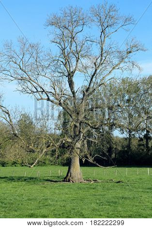 a large tree in the milddle of a field