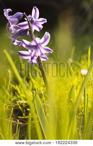 Purple Scilla in grass. Flower from order Hyacinthoides