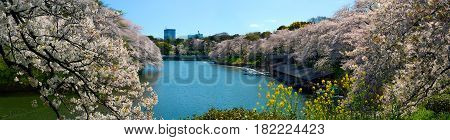 Wide panorama of Chidorigafuchi Moat and cherry flower blossoms in Tokyo, Japan