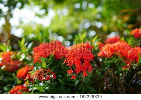 Close up red Rubiaceae flowers Ixora flower Red flower spike in a green garden blurred bokeh background