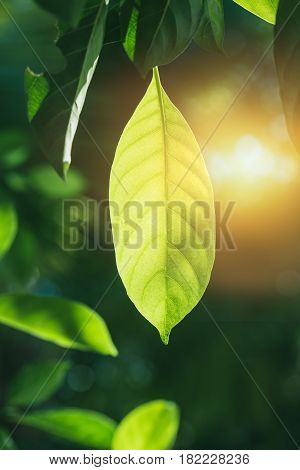nature photosynthesis of chlorophyll in green leaf