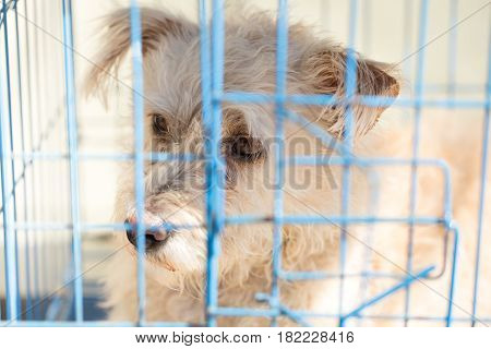 closeup pitiable dog in the cage no freedom pet