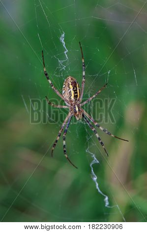 Spider with yellow and black stripes. Argiope on the web.