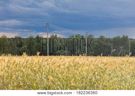 Landscape with rye ripe field, dramatic sky and electricity transmission line