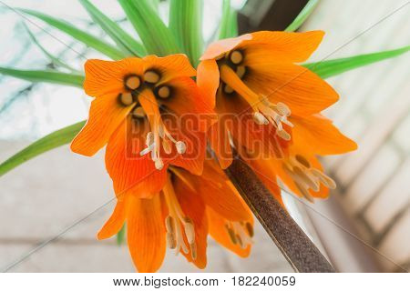 crown Imperial flower in full glory the view from below