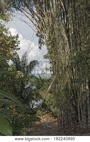 Bamboo forest at Drake in the province of Puntarenas, Costa Rica