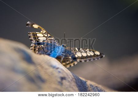 Close Up On Blue Batterfly With Broken Wings