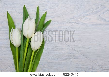 white tulips with green leaves on white wooden background