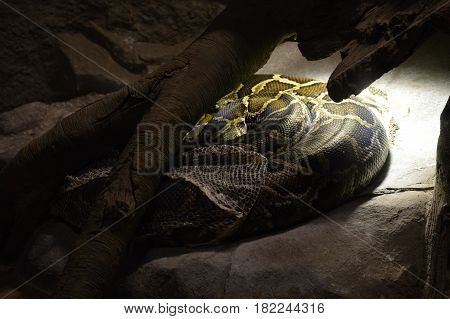 A Burmese python under a heat lamp
