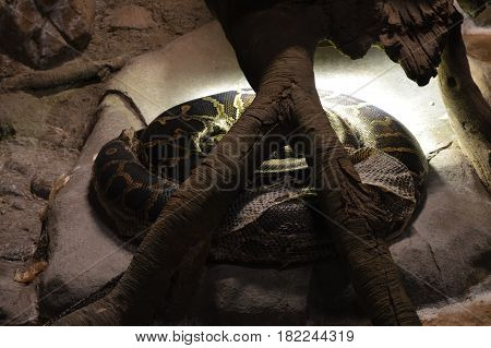 A Burmese python under a heat lamp